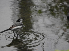 こちどり。