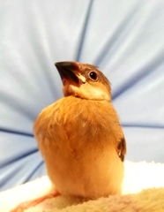 我が家の鳥。