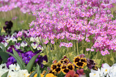 花壇