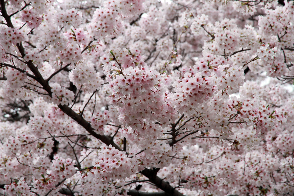 満開の桜