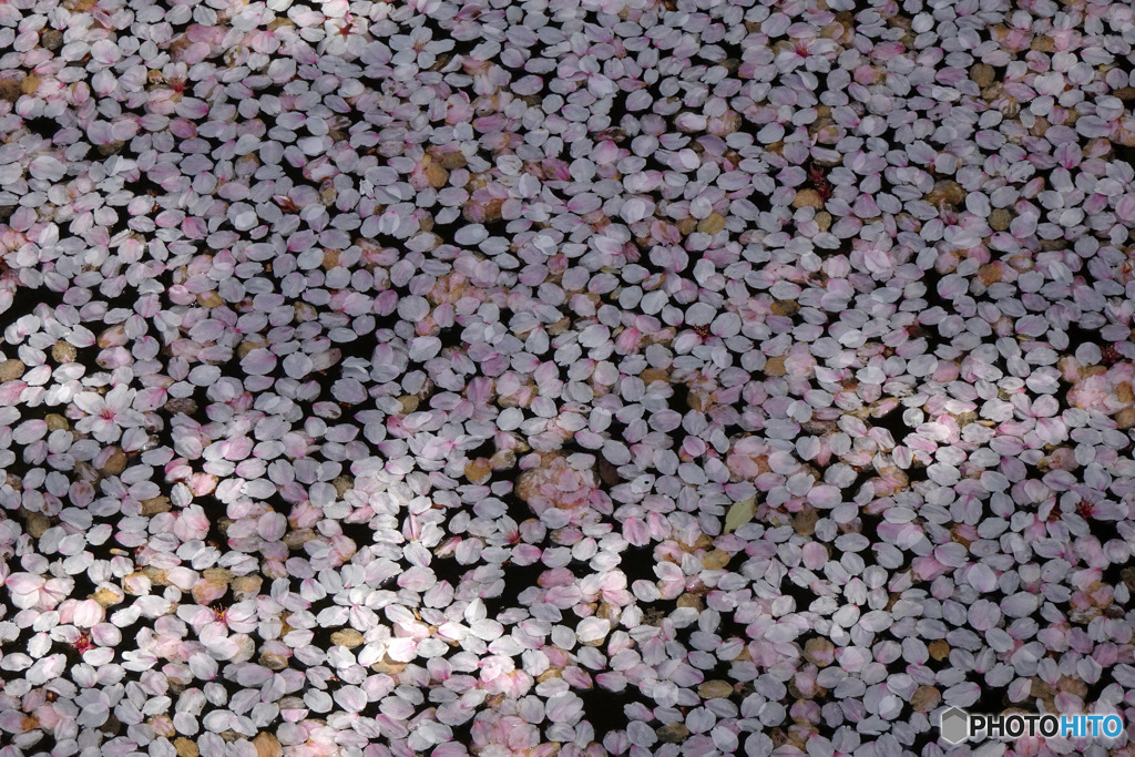 花柄