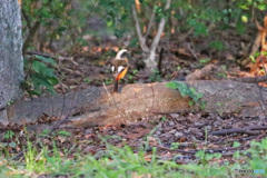 ジョウビタキ現れる