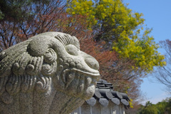 ヘテとアカシア