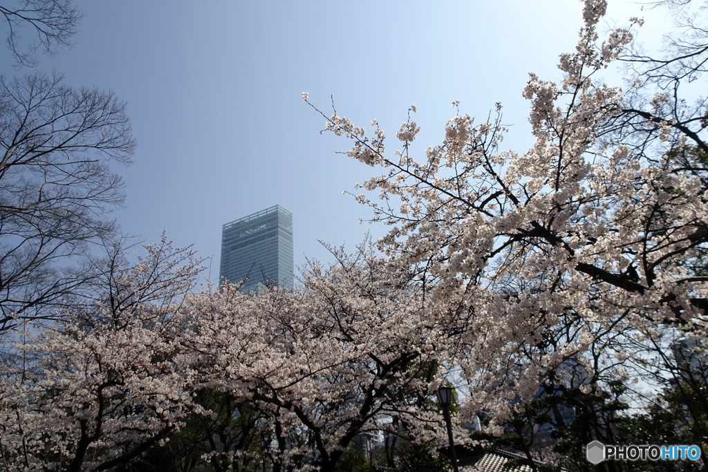 アベノハルカスと桜
