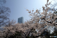 アベノハルカスと桜