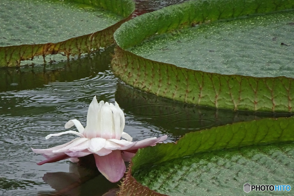 パラグアイ　オオオニバスの花