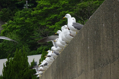 漁港のカモメ