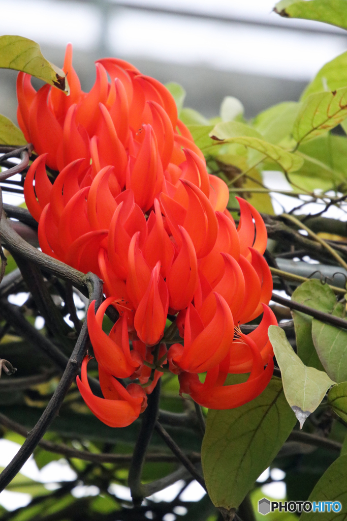 ムクナ・ベッティーナ