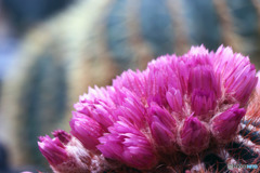 サボテン　ノトカクタスの花