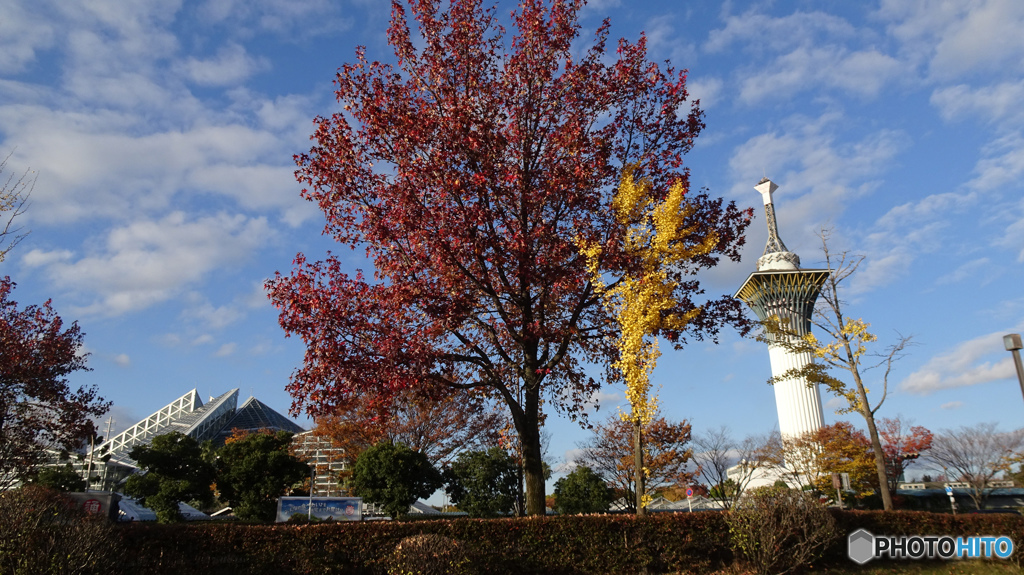 花博通りの紅葉