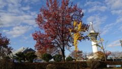 花博通りの紅葉