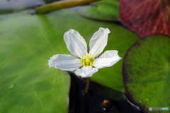 花鏡蓋（ハナガガブタ）