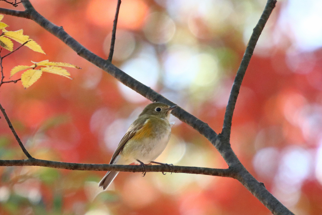 ルリビタキと紅葉