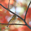ルリビタキと紅葉