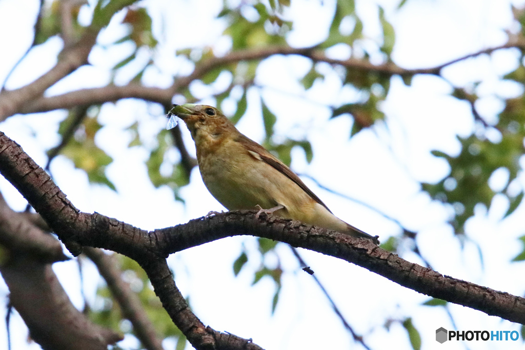 キビタキ♀　採餌