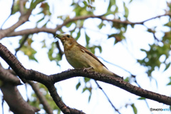 キビタキ♀　採餌