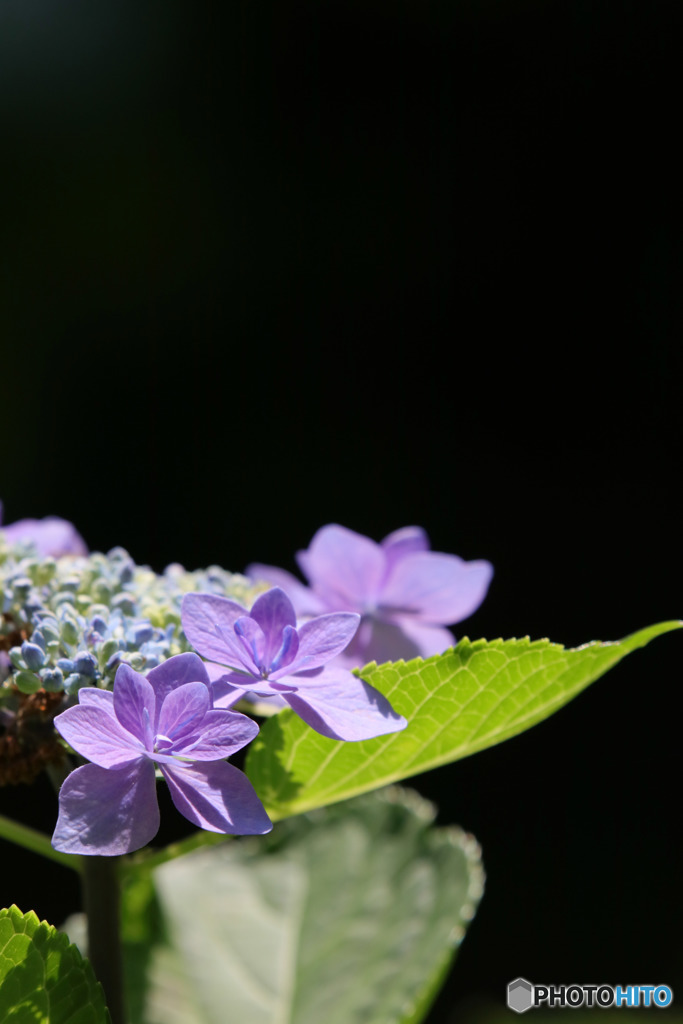 紫陽花
