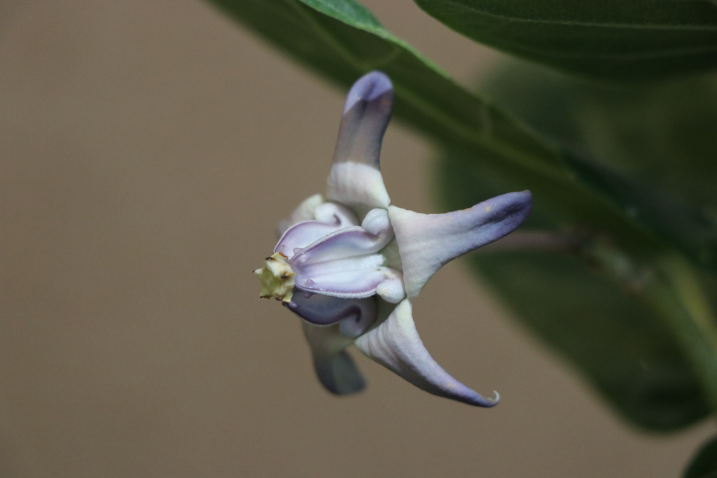 王冠の形の花　プア・カナウヌ