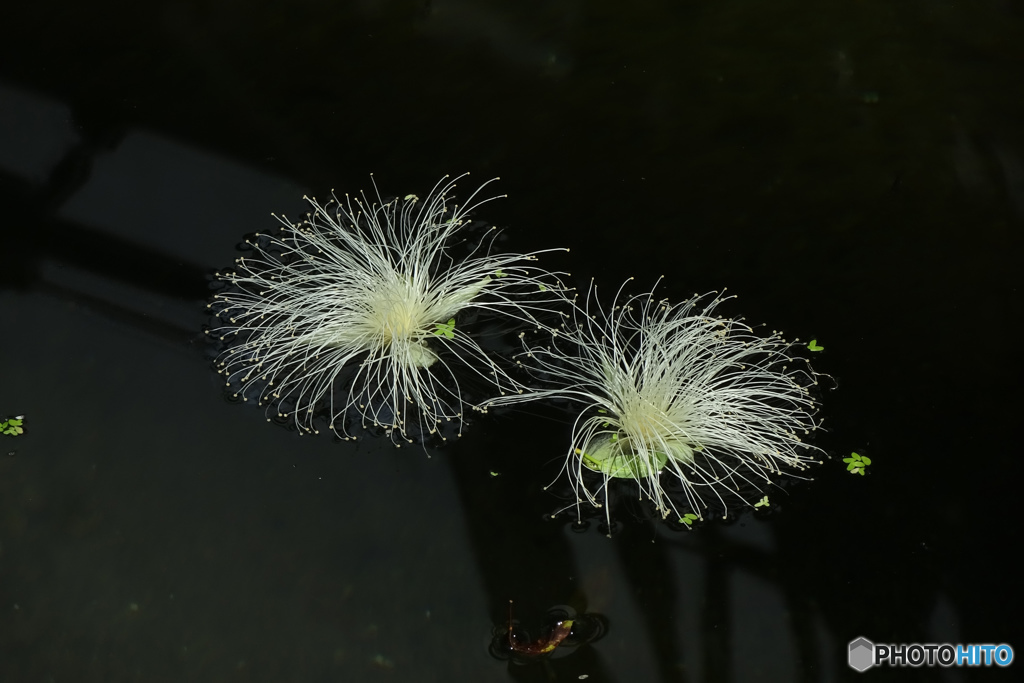 水面のサガリバナ