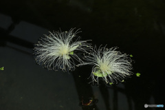 水面のサガリバナ