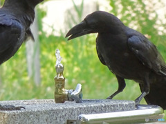 カラス２　