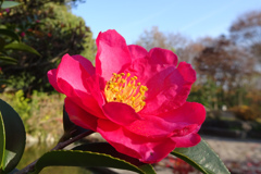 山茶花？　椿