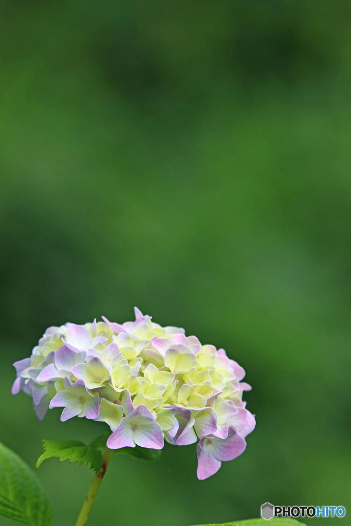 紫陽花