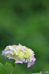 紫陽花