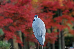 紅葉狩り