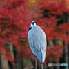 紅葉狩り