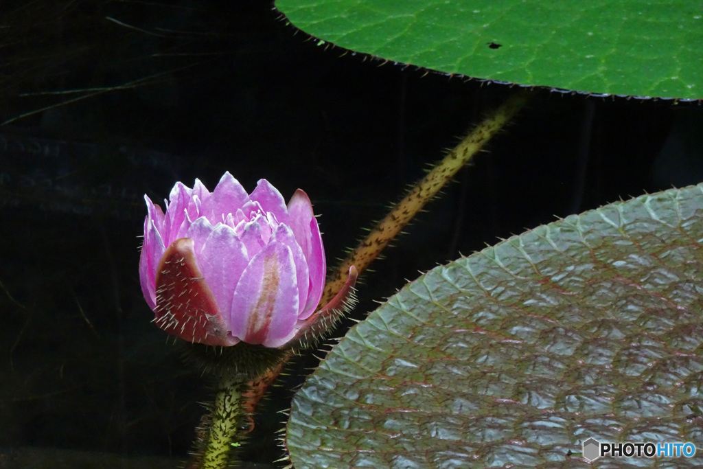 オオオニバスの花