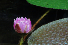 オオオニバスの花