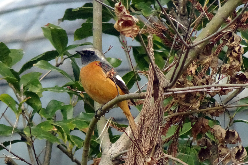 今年初撮り　ジョウビタキ