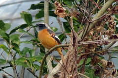 今年初撮り　ジョウビタキ