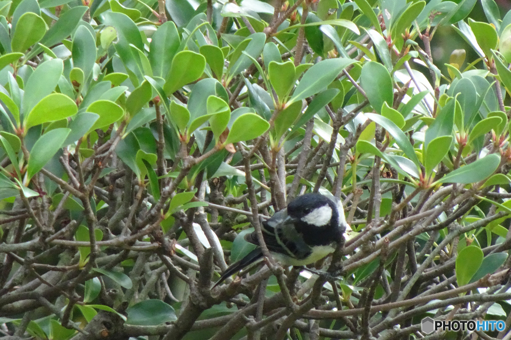 シジュウカラ