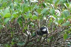 シジュウカラ