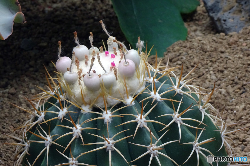花かんざしがいっぱい