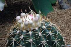 花かんざしがいっぱい