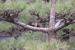 遠いカワセミ♀