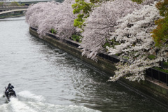 天満橋下流の桜並木