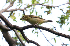 キビタキ♀　何か銜えて