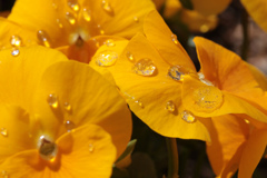 フランス庭園の花