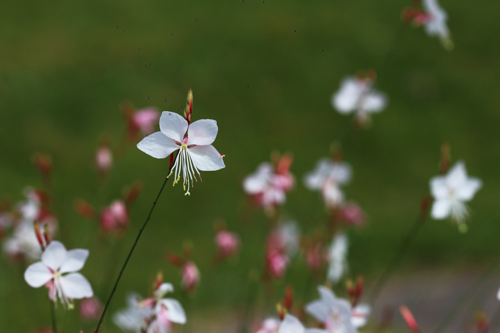 アルセア “ダブル シャモイズ”　(白）
