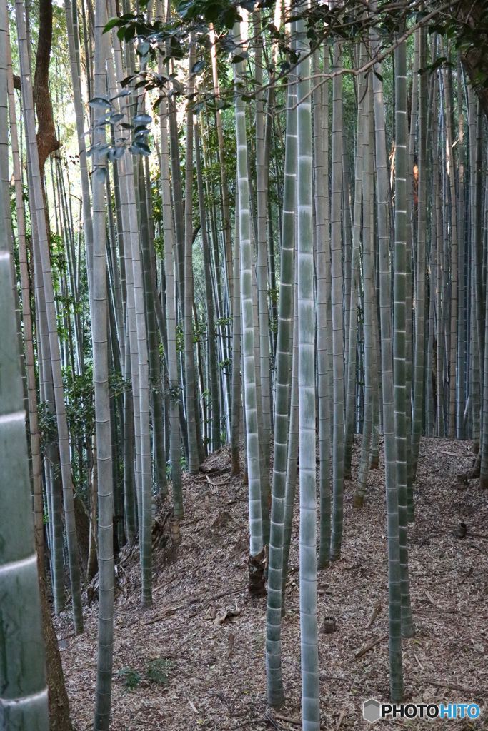 竹林