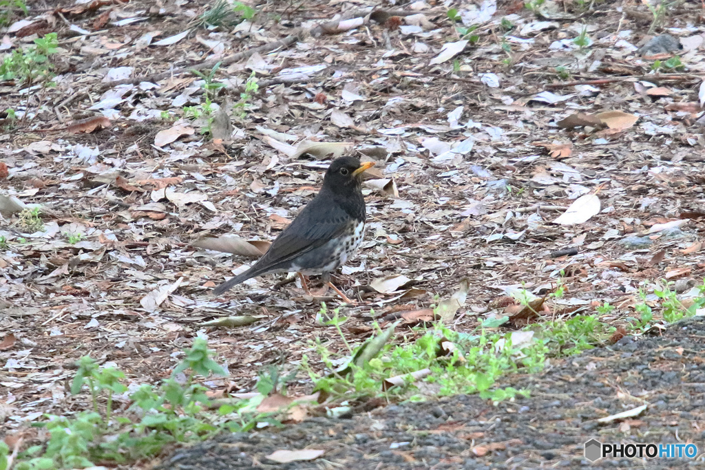 クロツグミ