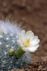 サボテンの花３