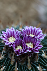 サボテン　エキノフォックスロカクツスの花