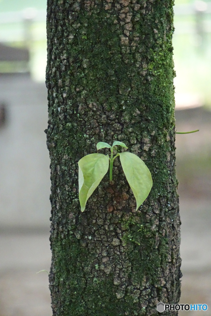新芽