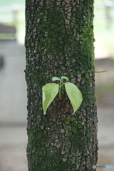 新芽