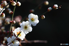 白梅
